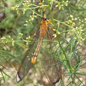 Nymphes myrmeleonoides at Banksia Street Wetland Corridor - 23 Jan 2024