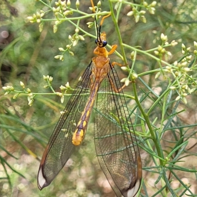 Nymphes myrmeleonoides (Blue eyes lacewing) at Banksia Street Wetland Corridor - 23 Jan 2024 by trevorpreston