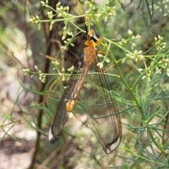 Nymphes myrmeleonoides at Banksia Street Wetland Corridor - 23 Jan 2024 01:21 PM