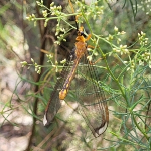 Nymphes myrmeleonoides at Banksia Street Wetland Corridor - 23 Jan 2024