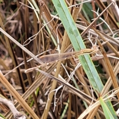 Zygoptera (suborder) (Damselfly) at Banksia Street Wetland Corridor - 23 Jan 2024 by trevorpreston