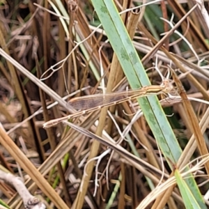 Zygoptera (suborder) at Banksia Street Wetland Corridor - 23 Jan 2024 01:19 PM