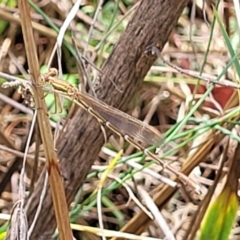 Zygoptera (suborder) at Banksia Street Wetland Corridor - 23 Jan 2024 01:19 PM