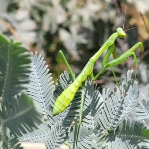 Pseudomantis albofimbriata at Banksia Street Wetland Corridor - 23 Jan 2024