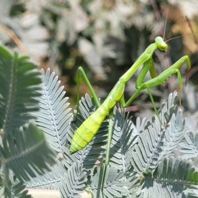 Pseudomantis albofimbriata (False garden mantis) at Banksia Street Wetland Corridor - 23 Jan 2024 by trevorpreston