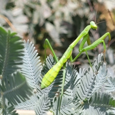 Pseudomantis albofimbriata (False garden mantis) at O'Connor, ACT - 23 Jan 2024 by trevorpreston