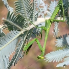 Pseudomantis albofimbriata at Banksia Street Wetland Corridor - 23 Jan 2024