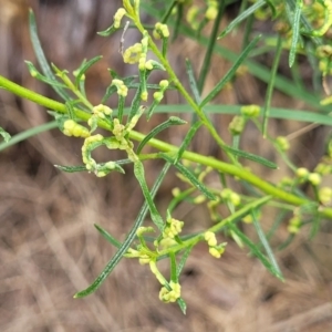 Cassinia quinquefaria at Banksia Street Wetland Corridor - 23 Jan 2024 01:15 PM