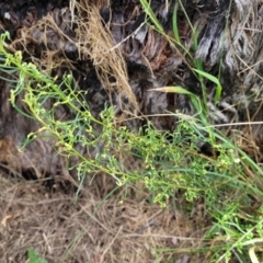 Cassinia quinquefaria at Banksia Street Wetland Corridor - 23 Jan 2024 01:15 PM