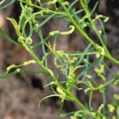 Cassinia quinquefaria at Banksia Street Wetland Corridor - 23 Jan 2024 01:15 PM