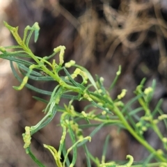 Cassinia quinquefaria at Banksia Street Wetland Corridor - 23 Jan 2024