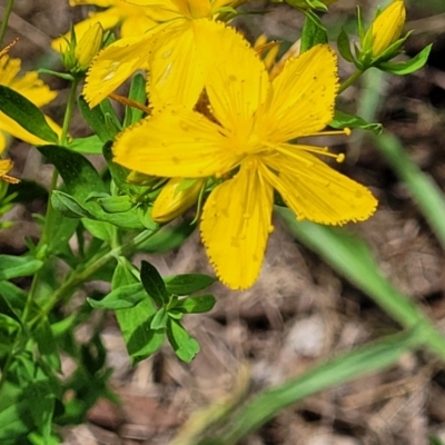 Hypericum perforatum (St John's Wort) at Banksia Street Wetland Corridor - 23 Jan 2024 by trevorpreston