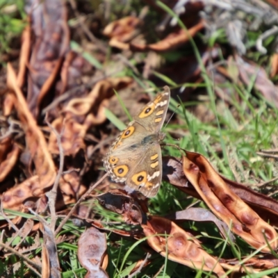 Junonia villida (Meadow Argus) at Captains Flat, NSW - 23 Jan 2024 by Csteele4