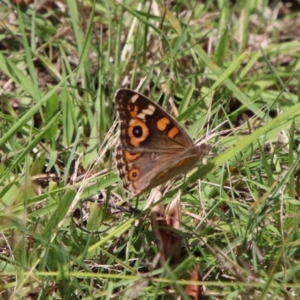 Junonia villida at QPRC LGA - suppressed