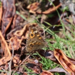 Junonia villida at QPRC LGA - suppressed