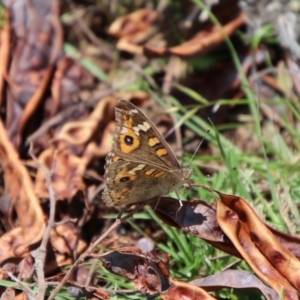 Junonia villida at QPRC LGA - 23 Jan 2024