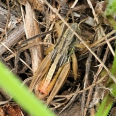 Praxibulus sp. (genus) (A grasshopper) at O'Connor, ACT - 23 Jan 2024 by trevorpreston
