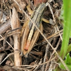 Praxibulus sp. (genus) at Banksia Street Wetland Corridor - 23 Jan 2024 01:13 PM