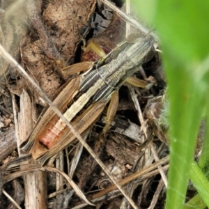 Praxibulus sp. (genus) at Banksia Street Wetland Corridor - 23 Jan 2024 01:13 PM