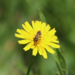 Lasioglossum (Chilalictus) sp. (genus & subgenus) (Halictid bee) at QPRC LGA - 23 Jan 2024 by Csteele4