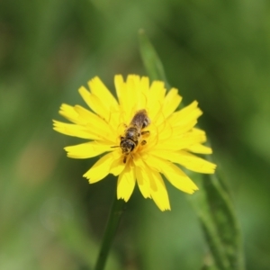 Lasioglossum (Chilalictus) sp. (genus & subgenus) at QPRC LGA - suppressed