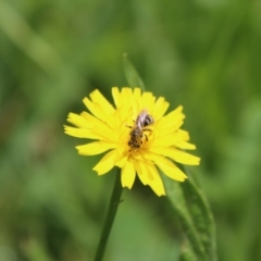 Lasioglossum (Chilalictus) sp. (genus & subgenus) at QPRC LGA - suppressed