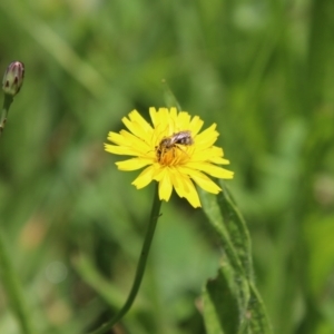 Lasioglossum (Chilalictus) sp. (genus & subgenus) at QPRC LGA - suppressed