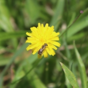 Lasioglossum (Chilalictus) sp. (genus & subgenus) at QPRC LGA - 23 Jan 2024