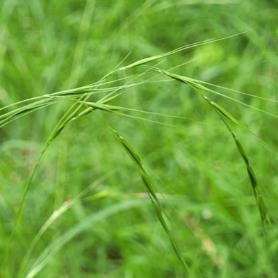 Microlaena stipoides (Weeping Grass) at Banksia Street Wetland Corridor - 23 Jan 2024 by trevorpreston