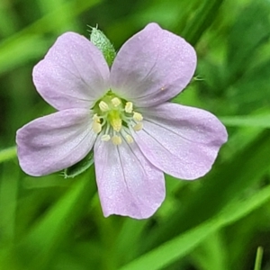 Geranium solanderi var. solanderi at Banksia Street Wetland Corridor - 23 Jan 2024