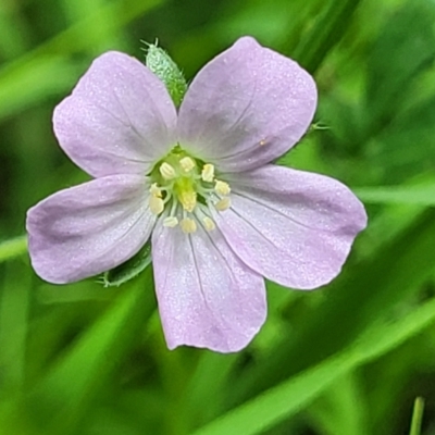 Geranium solanderi var. solanderi (Native Geranium) at Banksia Street Wetland Corridor - 23 Jan 2024 by trevorpreston