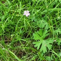 Geranium solanderi var. solanderi at Banksia Street Wetland Corridor - 23 Jan 2024