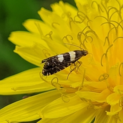 Glyphipterix chrysoplanetis (A Sedge Moth) at Banksia Street Wetland Corridor - 23 Jan 2024 by trevorpreston