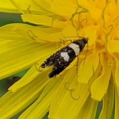 Glyphipterix chrysoplanetis at Banksia Street Wetland Corridor - 23 Jan 2024 01:06 PM