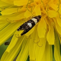 Glyphipterix chrysoplanetis at Banksia Street Wetland Corridor - 23 Jan 2024