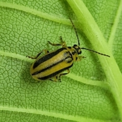 Xanthogaleruca luteola (Elm leaf beetle) at O'Connor, ACT - 23 Jan 2024 by trevorpreston