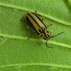 Xanthogaleruca luteola at Banksia Street Wetland Corridor - 23 Jan 2024