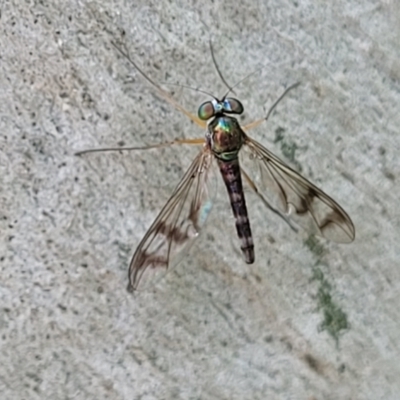 Heteropsilopus sp. (genus) (A long legged fly) at O'Connor, ACT - 23 Jan 2024 by trevorpreston