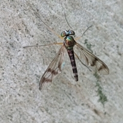 Heteropsilopus sp. (genus) (A long legged fly) at Banksia Street Wetland Corridor - 23 Jan 2024 by trevorpreston