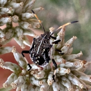 Oncocoris geniculatus at Mount Ainslie - 21 Dec 2023 05:18 PM