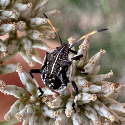 Oncocoris geniculatus (A shield bug) at Mount Ainslie - 21 Dec 2023 by Pirom