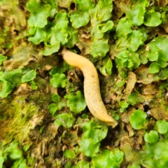 Deroceras reticulatum (Grey Field Slug) at Captains Flat, NSW - 23 Jan 2024 by Csteele4