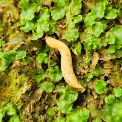 Deroceras reticulatum (Grey Field Slug) at Captains Flat, NSW - 23 Jan 2024 by Csteele4