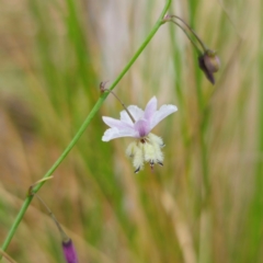 Arthropodium milleflorum (Vanilla Lily) at QPRC LGA - 23 Jan 2024 by Csteele4