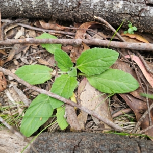 Cymbonotus sp. (preissianus or lawsonianus) at QPRC LGA - 23 Jan 2024