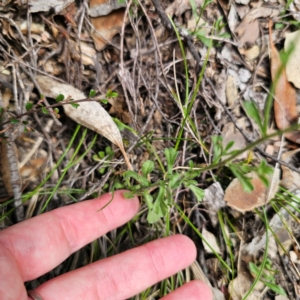 Vittadinia sulcata at QPRC LGA - 23 Jan 2024