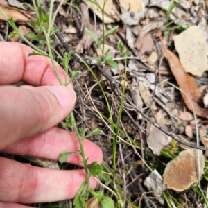 Vittadinia sulcata at QPRC LGA - 23 Jan 2024