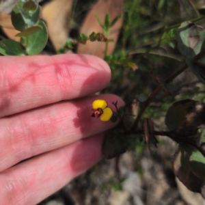 Bossiaea buxifolia at QPRC LGA - 23 Jan 2024