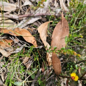 Bossiaea buxifolia at QPRC LGA - 23 Jan 2024