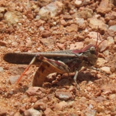 Austroicetes pusilla (Grasshopper, Locust) at Sutton, NSW - 23 Jan 2024 by Whirlwind